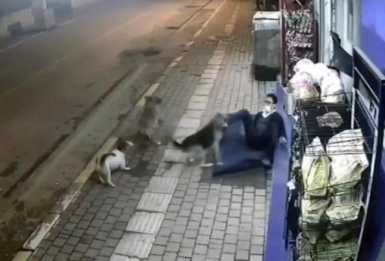 İşten evine giderken sokak köpekleri saldırdı
