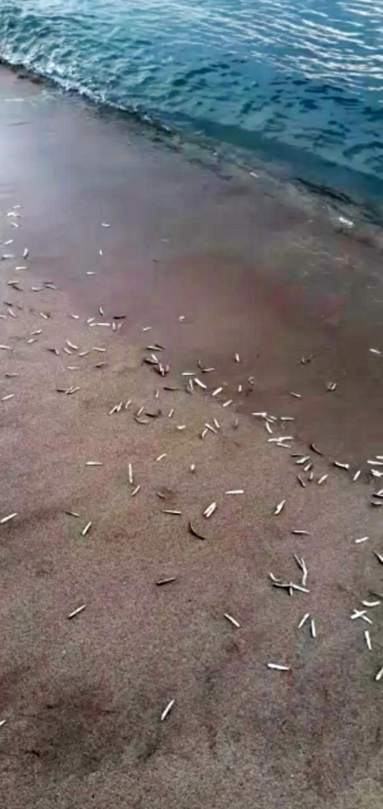 Patara Plajında yavru balıklar kıyıya vurdu