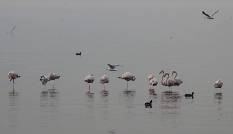 Flamingolar İzmit Körfezi’ni mesken tuttu