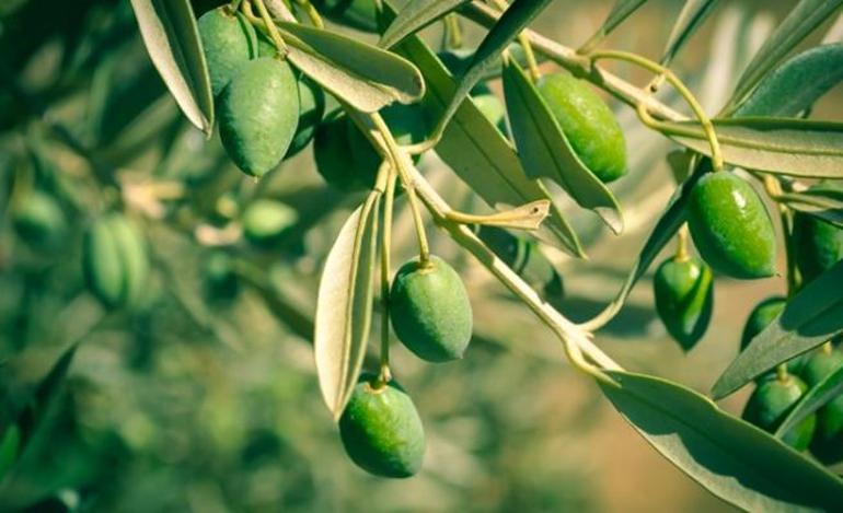 Zeytin yaprağındaki Oleorupin maddesi nedir, etkileri neler, virüse karşı koruyor mu Zeytin yaprağı çayı nasıl demlenir