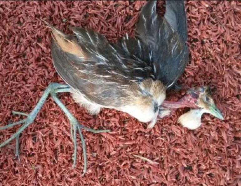 Çizgili Yelve kuşunun özellikleri neler Çizgili Yelve kuşunun yaşadığı ülkeler