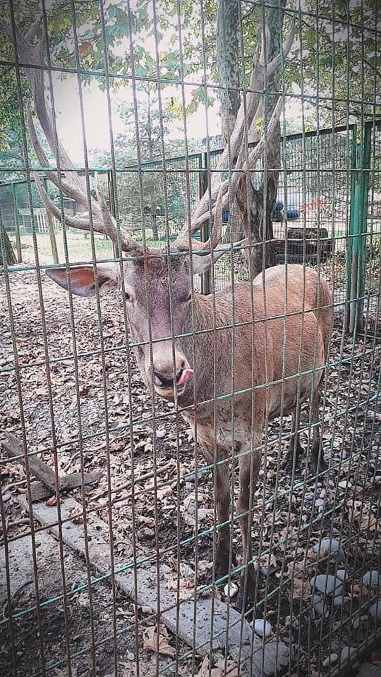 Yer: Zonguldak... Hayvanat bahçesindeki geyiği kaçırıp yiyen 2 kişi tutuklandı