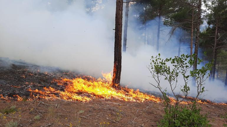 Adanada orman yangını: Şüpheli yakalandı