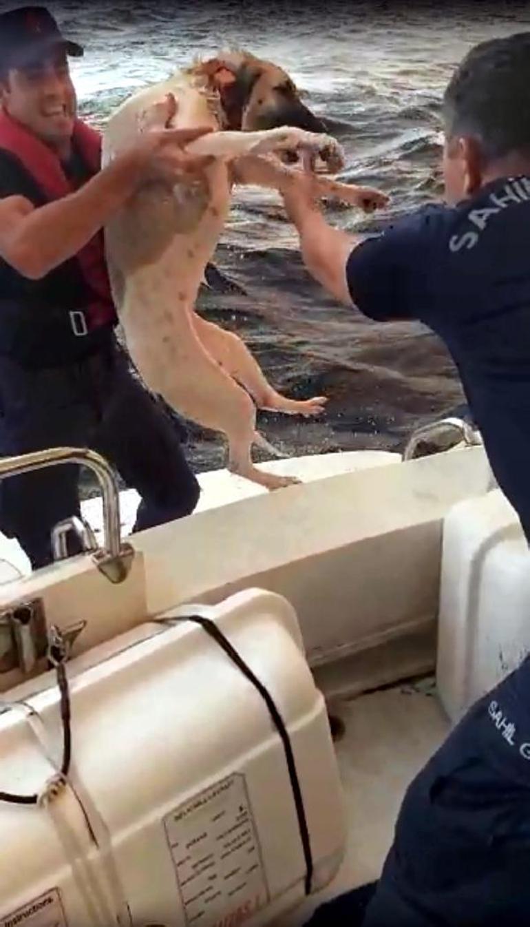 Yangından kaçıp denizde mahsur kalan köpek kurtarıldı
