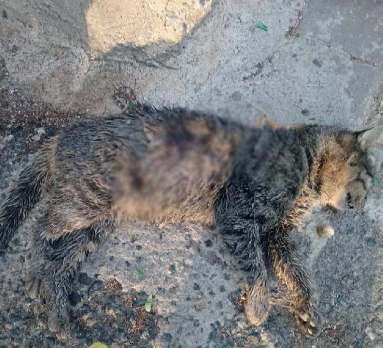 Gaziantep’te faili meçhul kedi cinayetleri