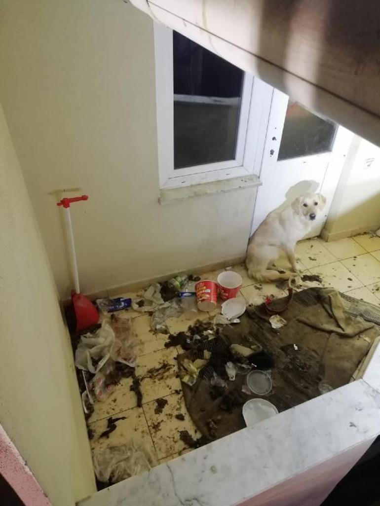 Balkonda aç bırakılan köpeği itfaiyeciler kurtardı