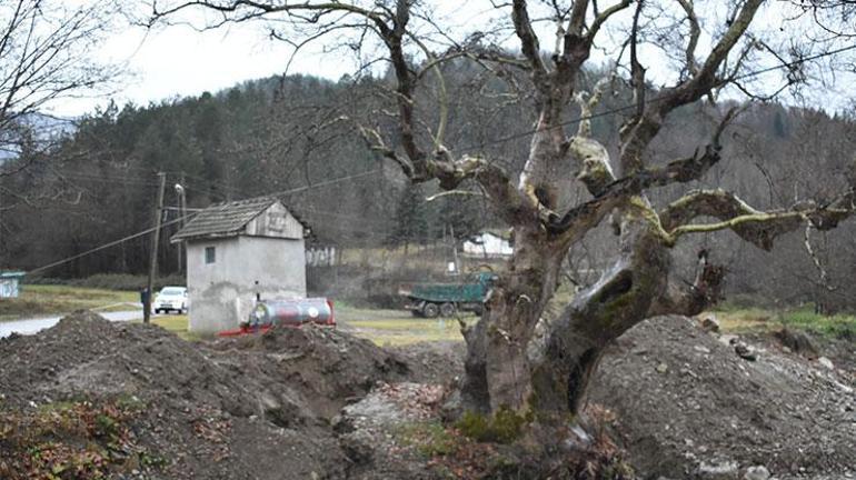 300 yıllık çınar ağacı kurtarıldı