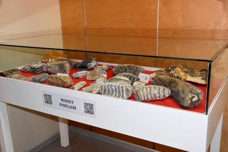 Tekirdağda 28 bin yıllık mamut fosilleri sergilendi