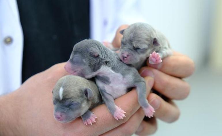 Chihuahua cinsi köpeğe sezaryen; 3 yavru doğdu