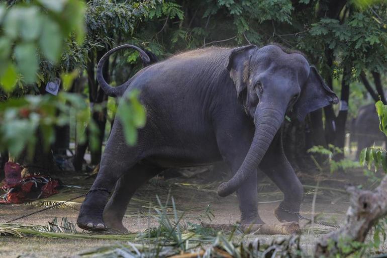 Sri Lanka’da yaban hayatı plastik tehdidi altında 2 fil daha öldü