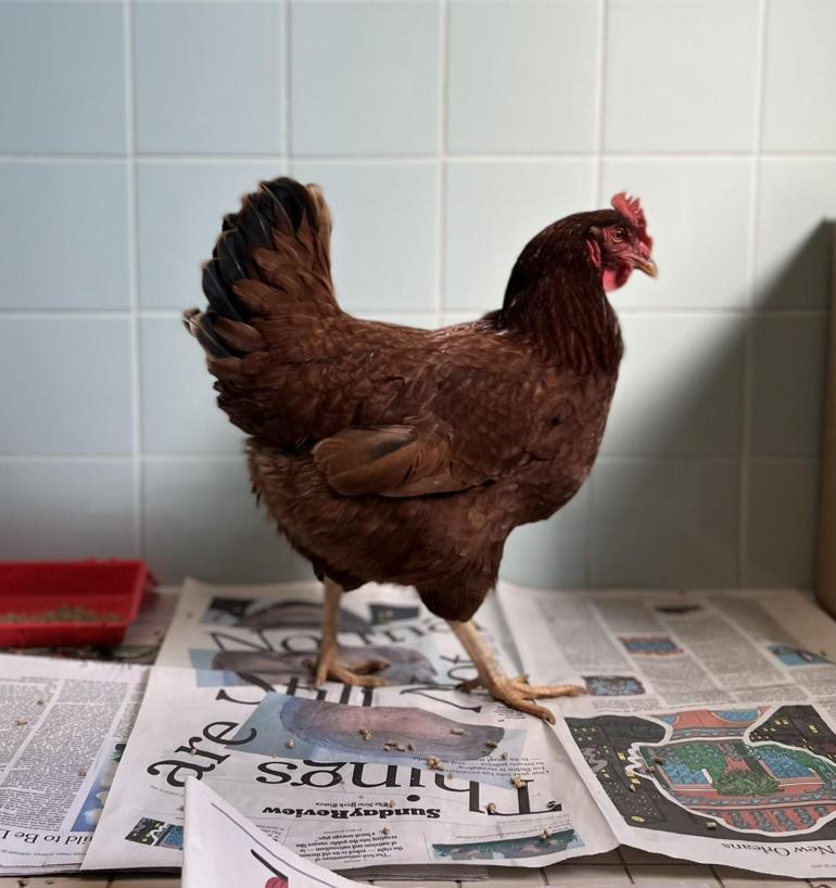Pentagona sızmaya çalışan tavuk yakalandı