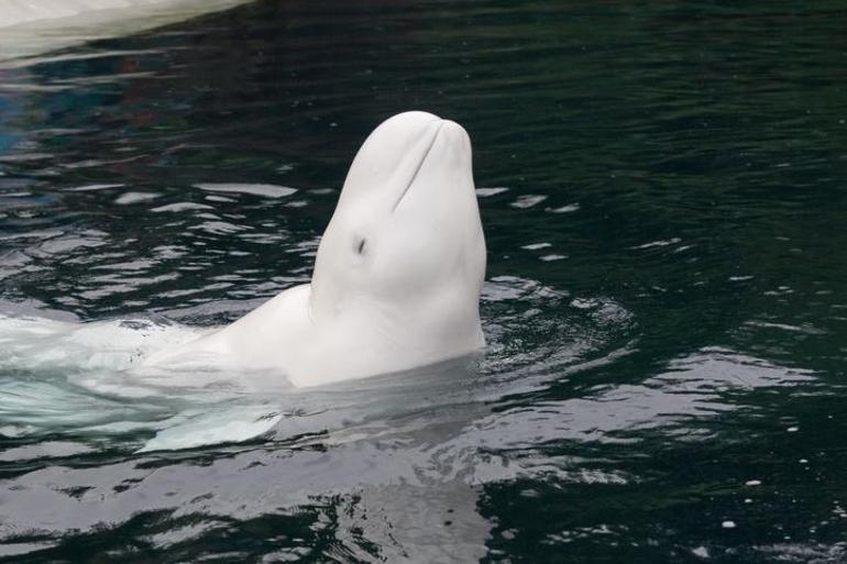 Kanadadan ABD akvaryumuna getirilen 5 beyaz balinanın ikincisi de öldü