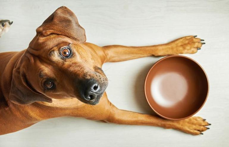 Vegan beslenme, köpeklerin sağlığını olumsuz etkiler mi 1 yıl süren araştırmanın sonucu yayınlandı