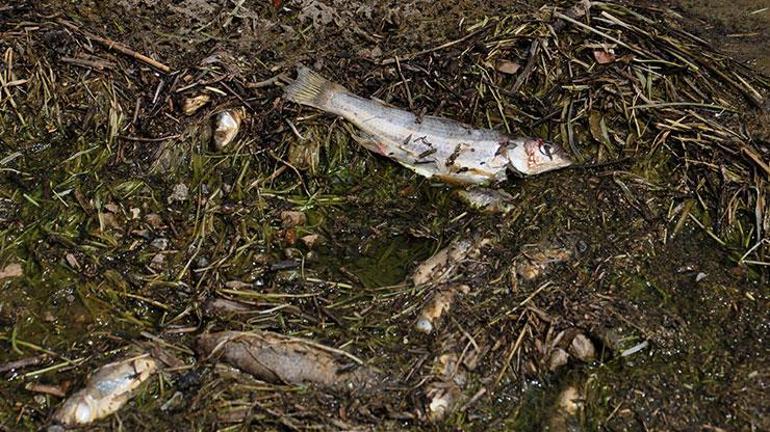 Tahtaköprü Barajı Gölünde balık ölümlerine inceleme