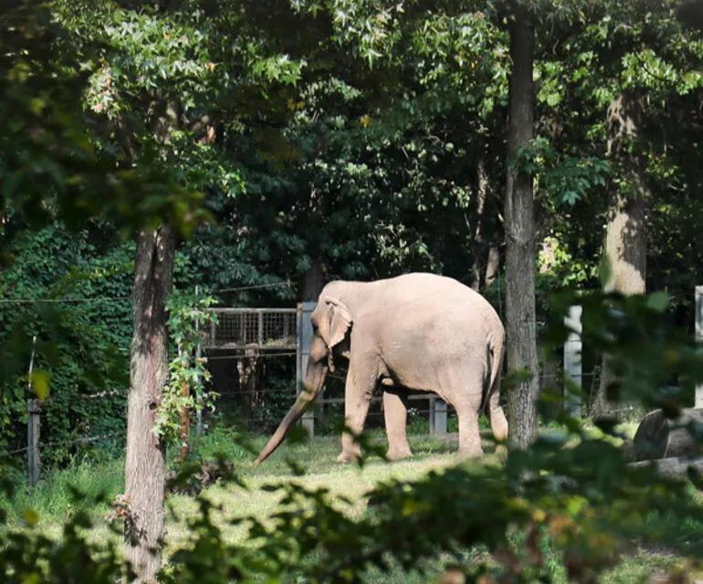 Dünyanın en yalnız fili Mutlunun çarpıcı hikayesi