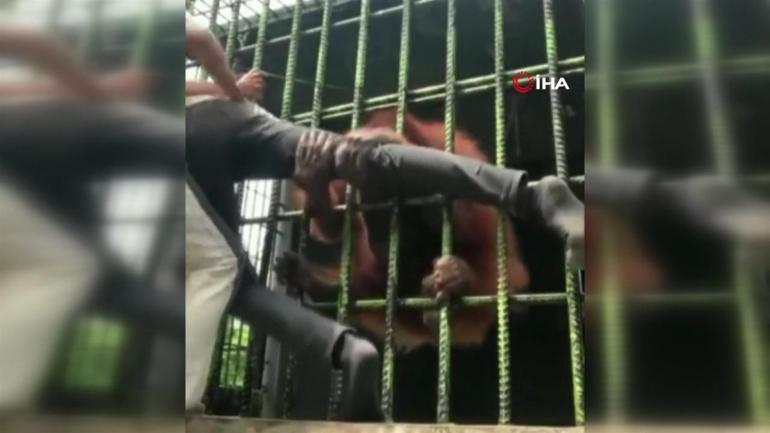 Orangutanı sinirlendirdi, elinden zor kurtuldu... İşte sosyal medyada viral olan o görüntüler