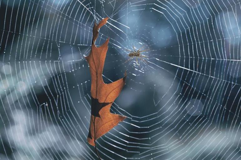 Örümcek ağlarında mikroplastikler tespit edildi