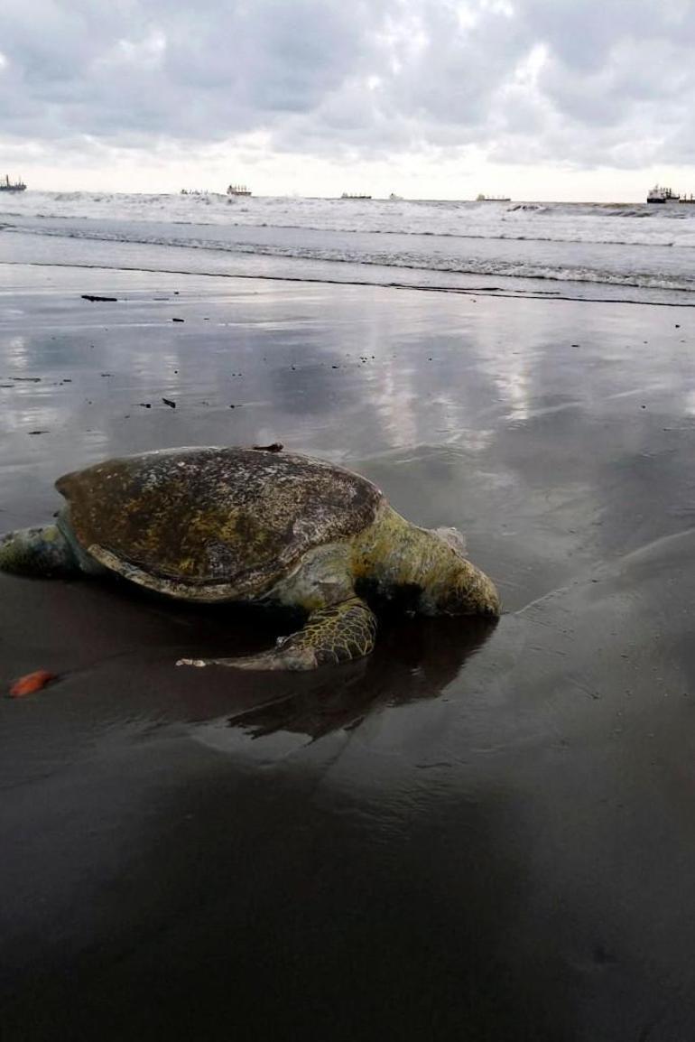 Guatemala alarmda: Onlarca ölü kaplumbağa ve yunus kıyıya vurdu