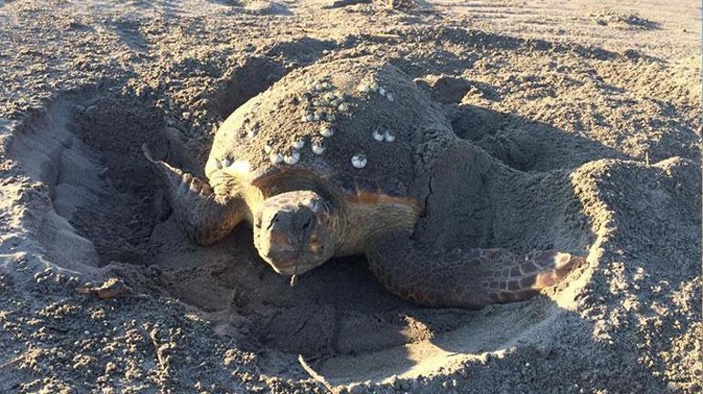 Patara Plajında 86 caretta caretta yuva yaptı