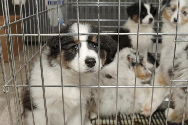 Vitrinden kedi-köpek satışı yasaklandı, peki nasıl denetlenecek