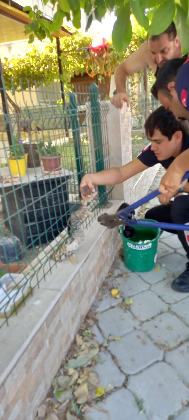 Sitenin tel örgüsüne sıkışan kediyi itfaiye ekipleri kurtardı
