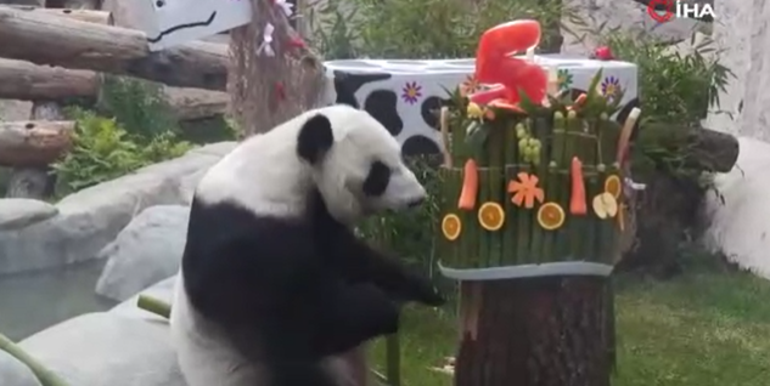 Pandalara sürpriz doğum günü partisi