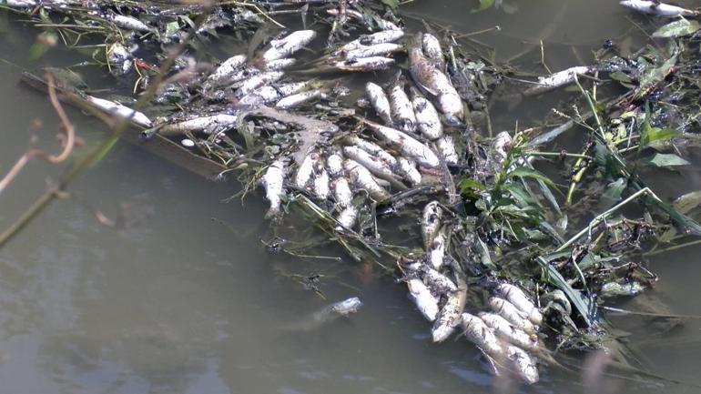 Alibeyköy Deresinde toplu balık ölümleri: İnceleme sürüyor