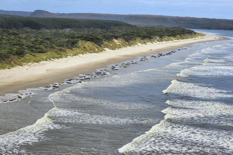Avustralya sahilinde 2 yıl sonra aynı görüntü: Onlarca balina kıyıya vurdu