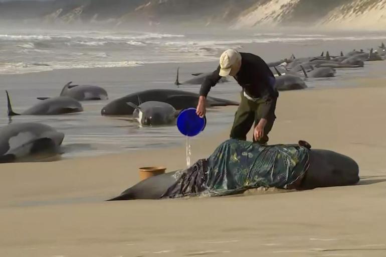 Avustralya sahilinde 2 yıl sonra aynı görüntü: Onlarca balina kıyıya vurdu
