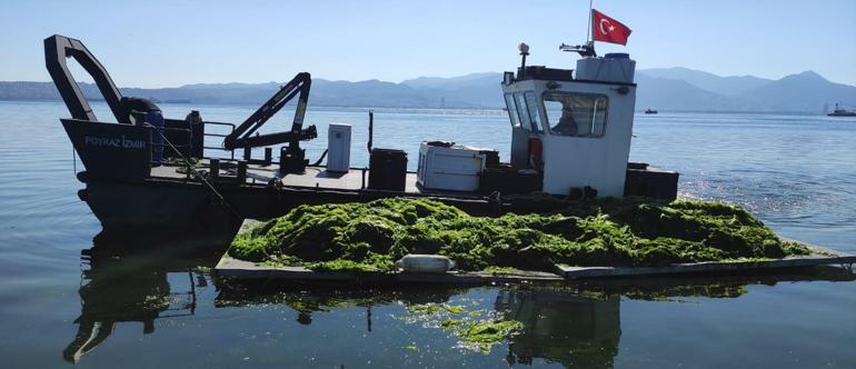 İzmir sahillerinde deniz marulu yeniden görüldü