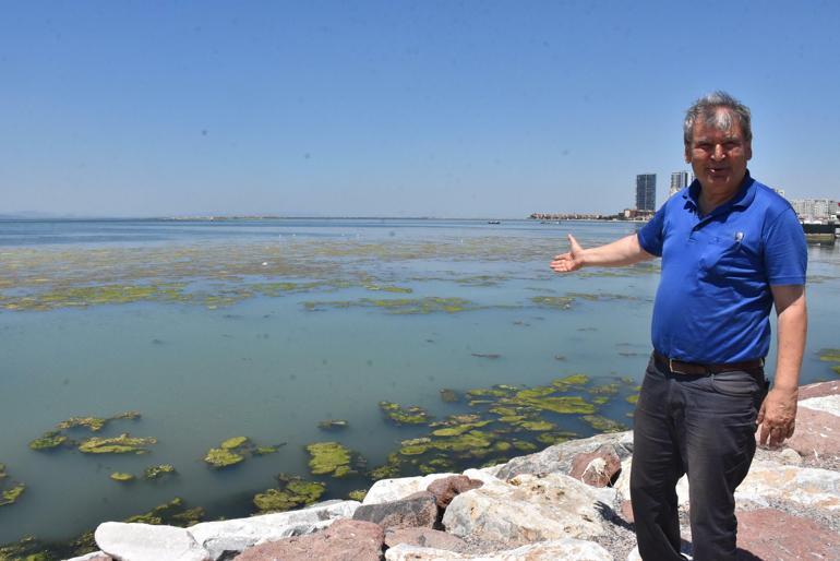 İzmir sahillerinde deniz marulu yeniden görüldü