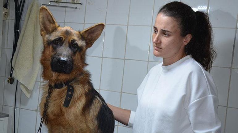 2,5 aydır kayıp köpeği, mikroçip sayesinde bulundu