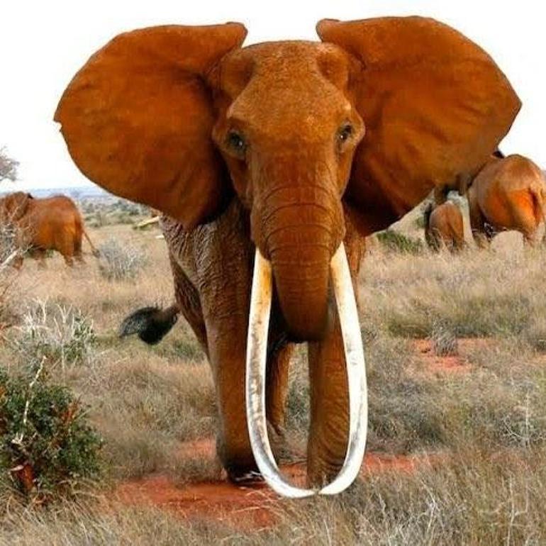 Afrika’nın en büyük tusker cinsi dişi fili olduğuna inanılan Dida öldü