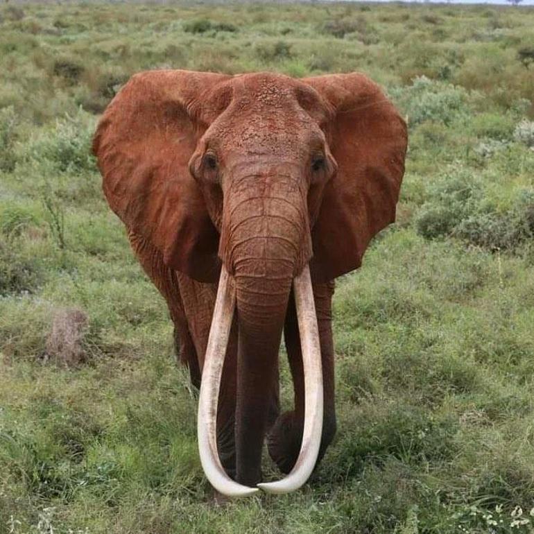 Afrika’nın en büyük tusker cinsi dişi fili olduğuna inanılan Dida öldü