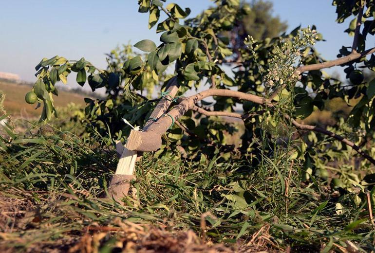 Çiftçinin emeği ziyan oldu: 600 limon ağacı kökünden kesildi