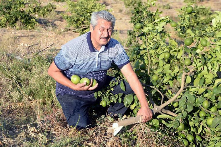 Çiftçinin emeği ziyan oldu: 600 limon ağacı kökünden kesildi