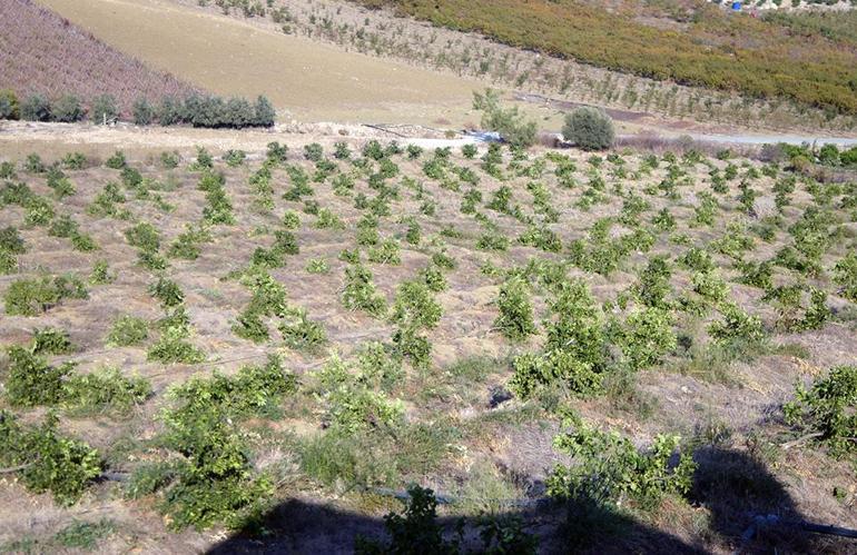 Çiftçinin emeği ziyan oldu: 600 limon ağacı kökünden kesildi