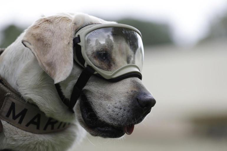 Meksikanın kahraman köpeği Frida hayatını kaybetti