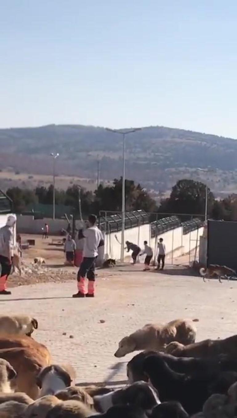 Konyada hayvan rehabilitasyon merkezinde köpeklere eziyet Şüpheliler hakkında yeni karar