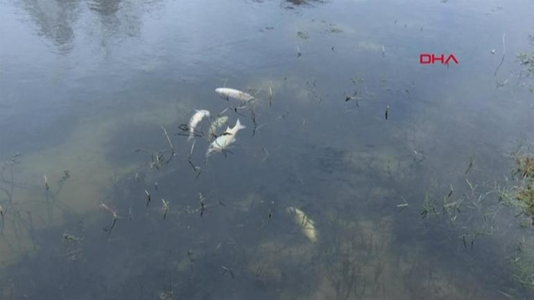 Yuvalı Deresi’nde toplu balık ölümleri