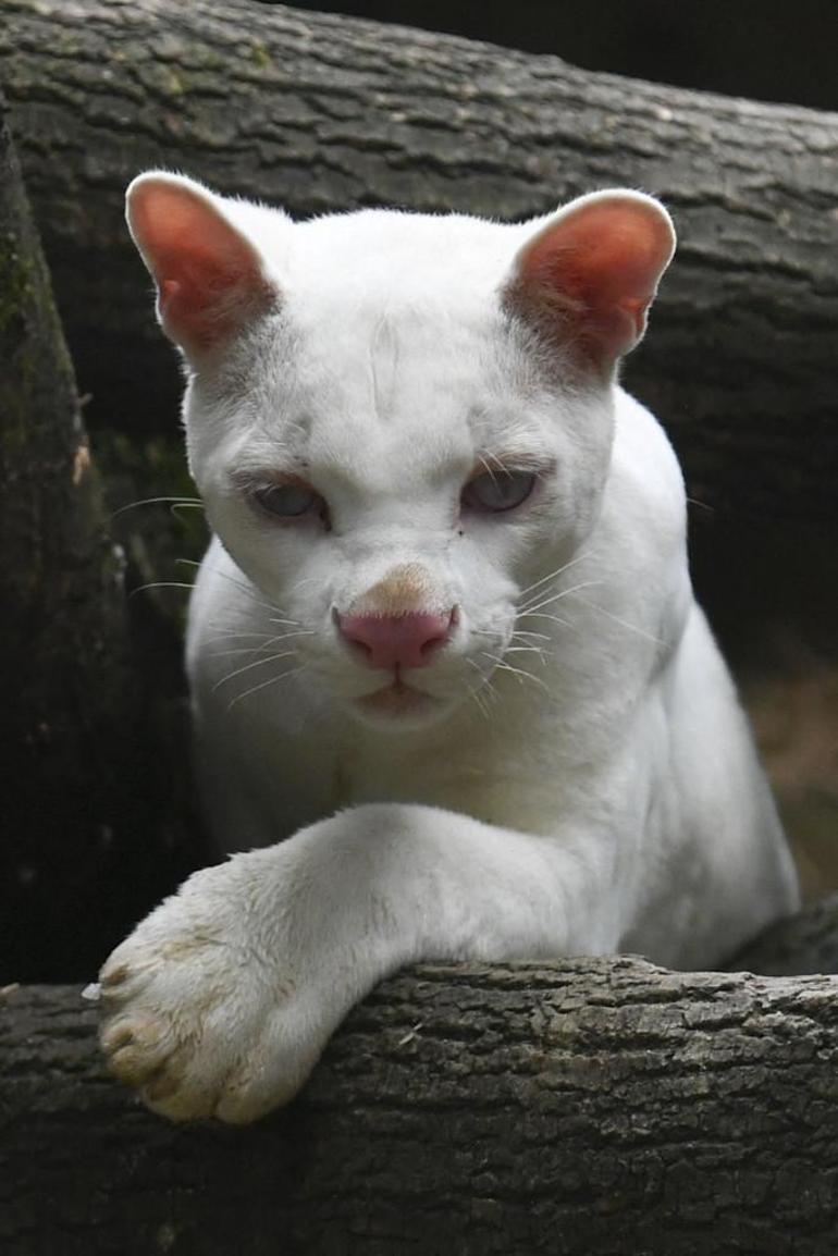 Dünyanın ilk albino oselosu bilim insanlarını endişelendiriyor