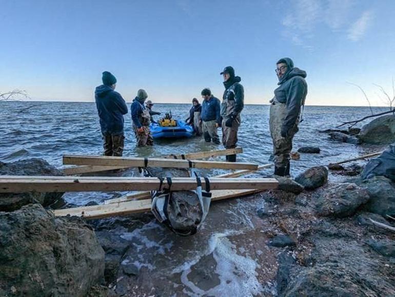 Taşıması 2 ay sürdü: ABDde 12 milyon yıllık balina kafatası keşfi