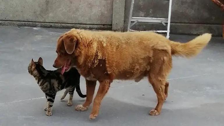 En yaşlı köpek unvanı Bobide: 30 yaşında rekor kırdı