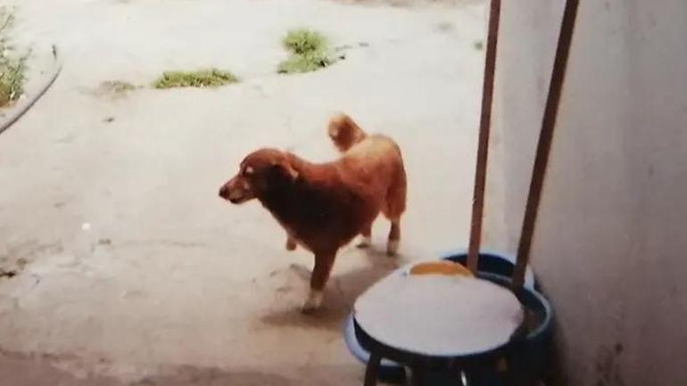 En yaşlı köpek unvanı Bobide: 30 yaşında rekor kırdı