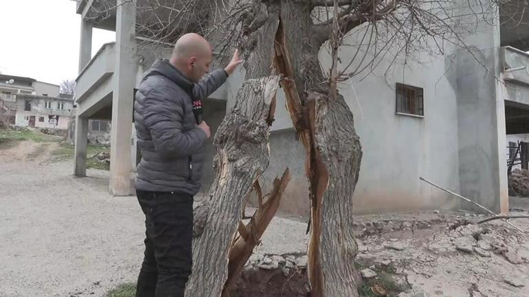 Fay hattı dut ağacını ikiye böldü