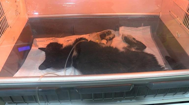Kadıköyde mahalleliyi ayağa kaldıran toplu kedi ölümleri