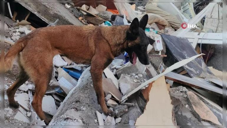 Depremzede kurtarıcısı köpeğin dövmesini yaptırdı
