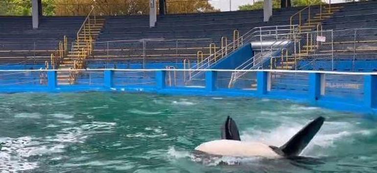 Katil balina Lolita, 50 yıl sonra özgürlüğüne kavuşmaya hazırlanıyor