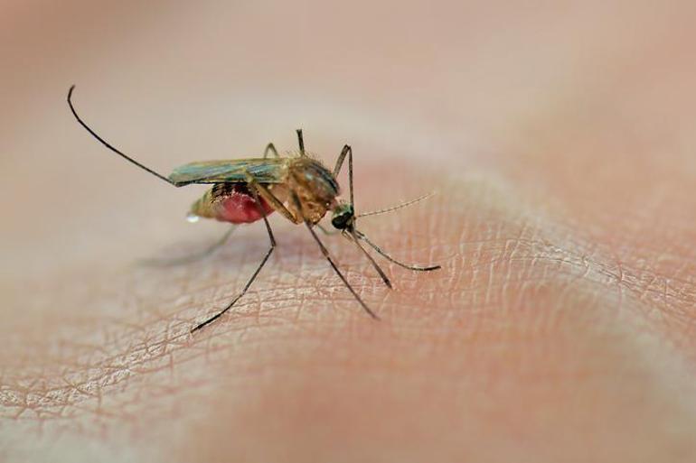 ‘Sessiz pandemi’ Lyme: 350 hastalığı taklit edebiliyor