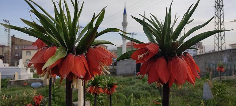 Bir aylık ömürleri olan ters laleler çiçek açtı